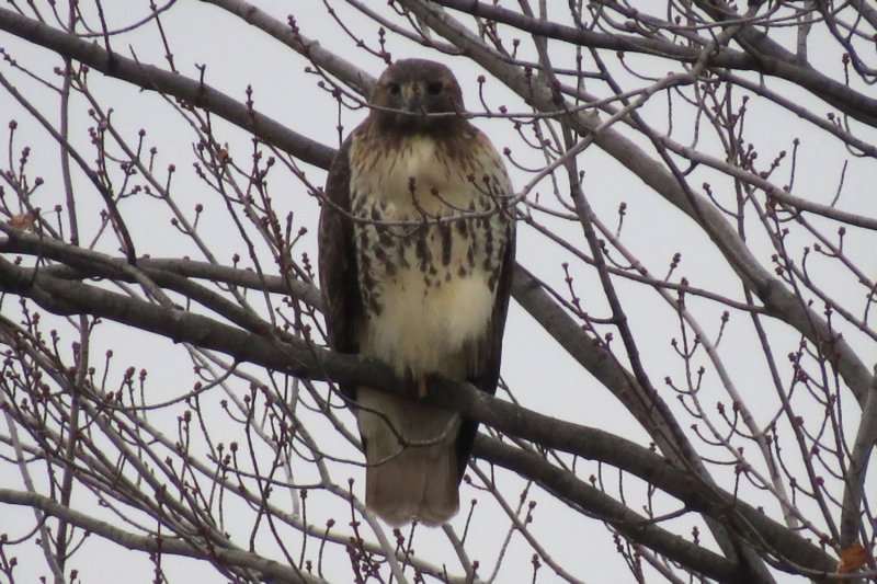 Red-tailed Hawk