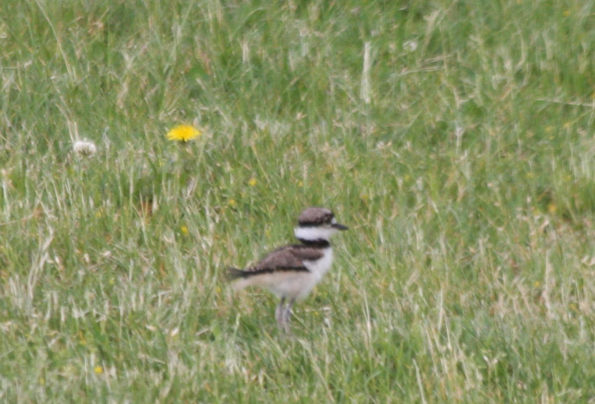 Killdeer juvenile at Alden School - May 23, 2009.jpg