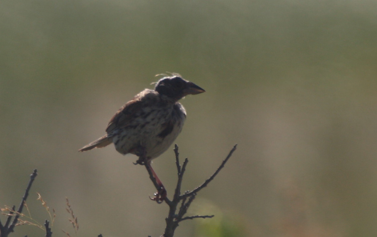Bald Song Sparrow - Duxbury Beach, MA - July 8, 2013   [1 of 3]
