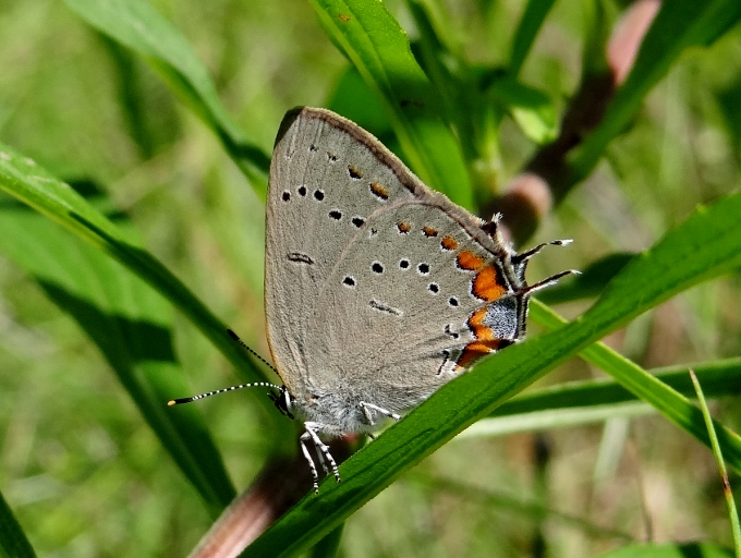 Acadian Hairstreak (<i>Satyrium acadicum</i>)