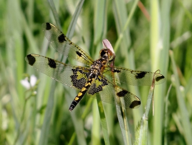 Calico Pennant (<i>Celithemis elisa</i>)