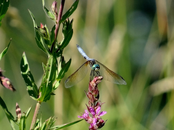 Blue Dasher