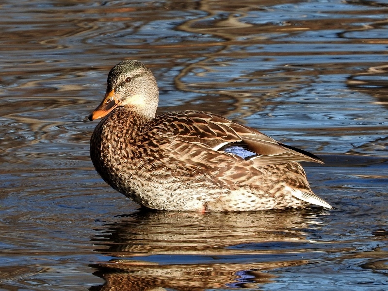 Mallard (Female)