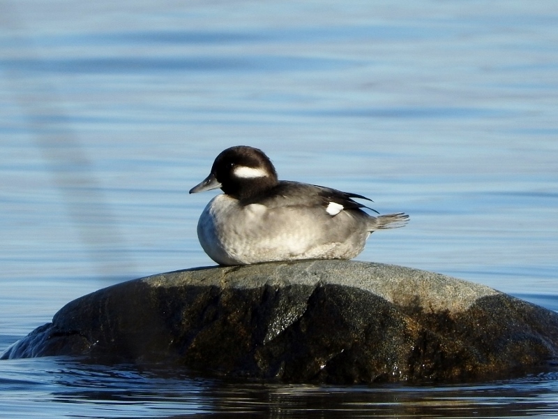 Bufflehead (female)