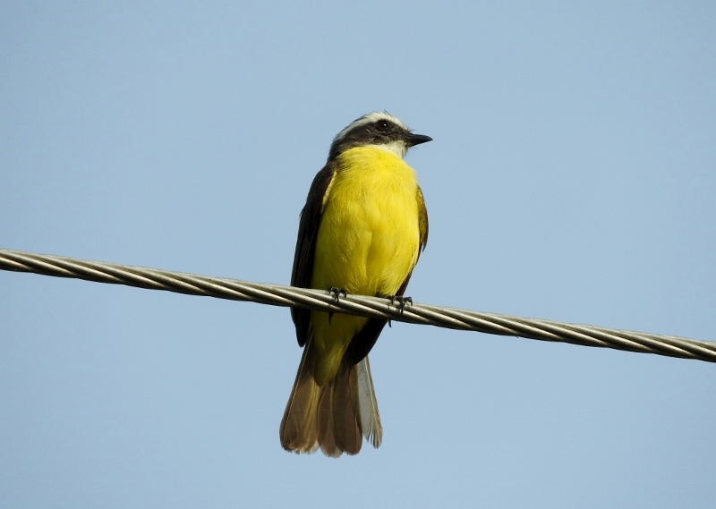 Social Flycatcher