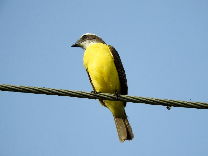 Social Flycatcher