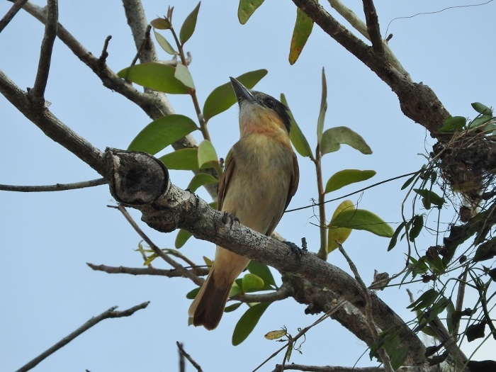 Rose-throated Becard (female)