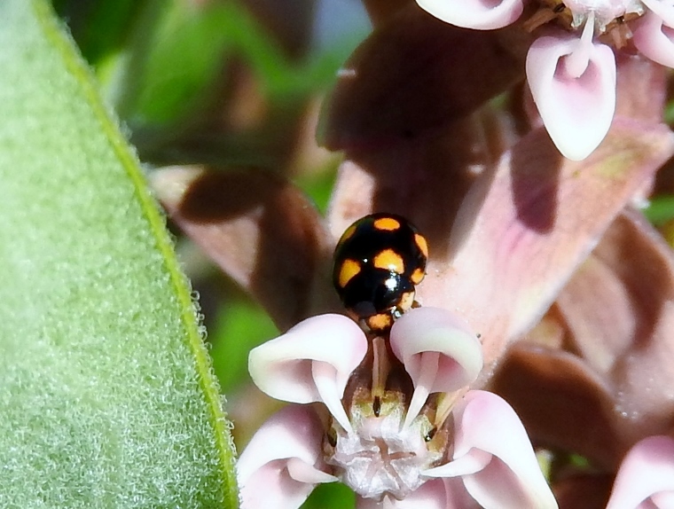 Orange-spotted Lady Beetle (<i>Brachiacantha</i> sp.)