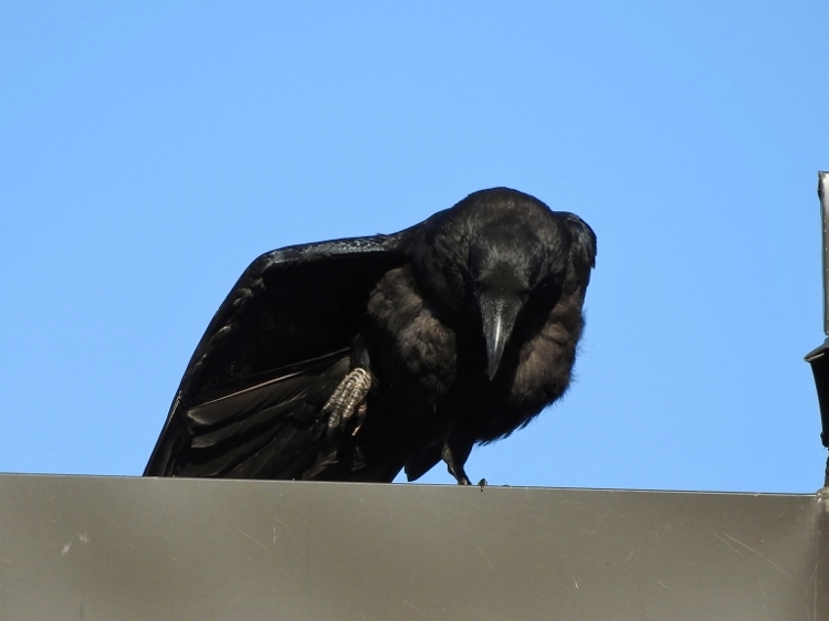 Common Raven (juvenile)