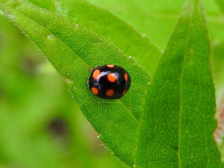 Orange-spotted Lady Beetle (<i>Brachiacantha</i> sp.)