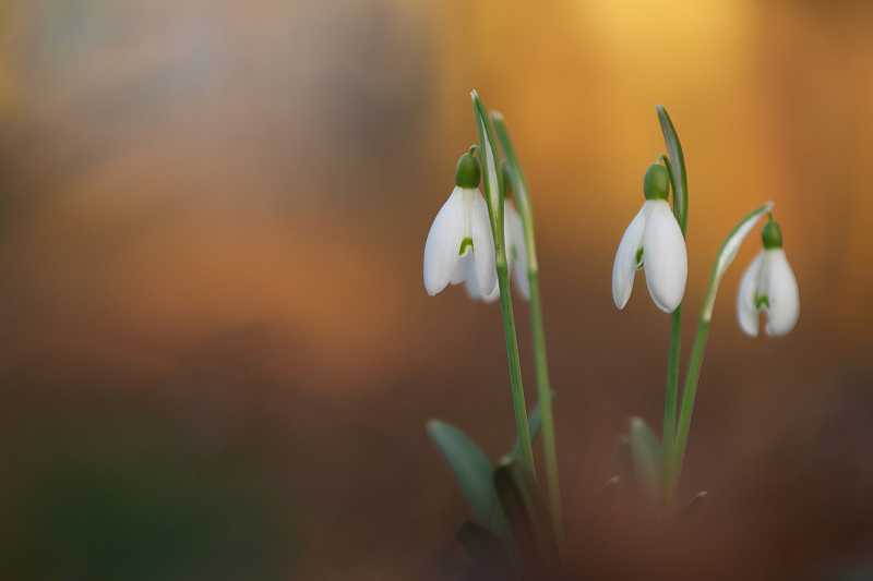 Snowdrop/Sneeuwklokje