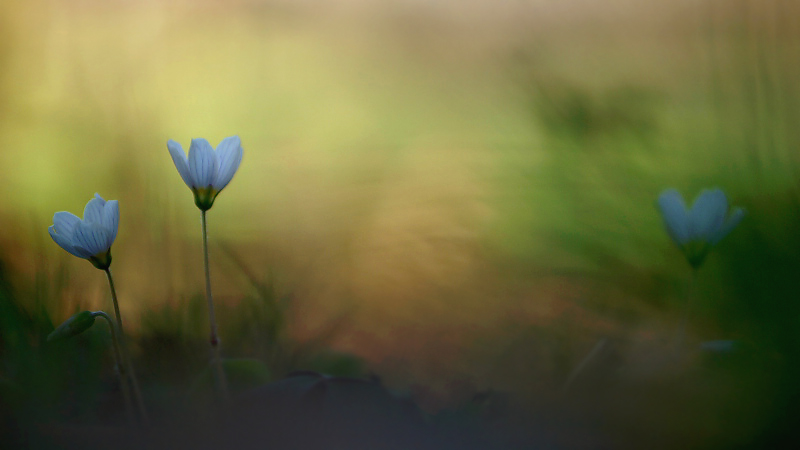 Wood sorrel/Witte klaverzuring