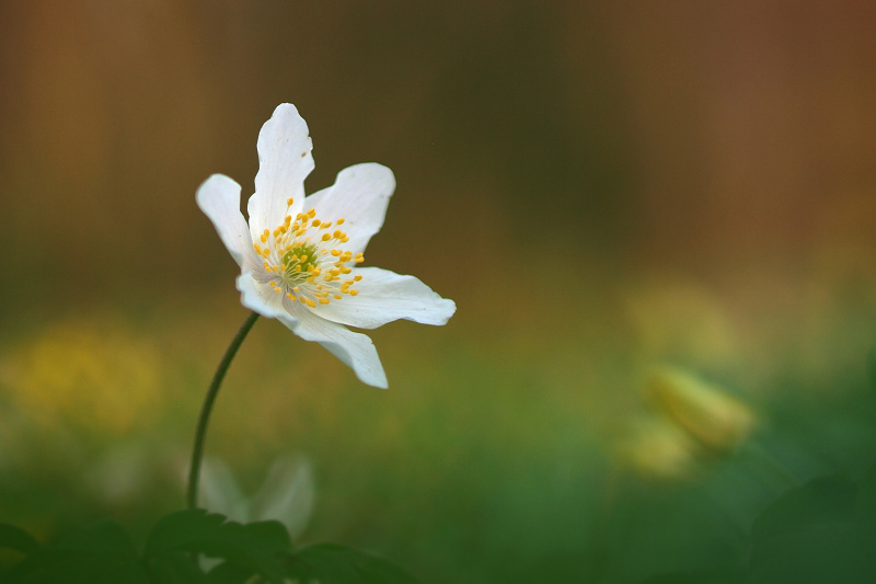 Wood anemone/Bosanemoon
