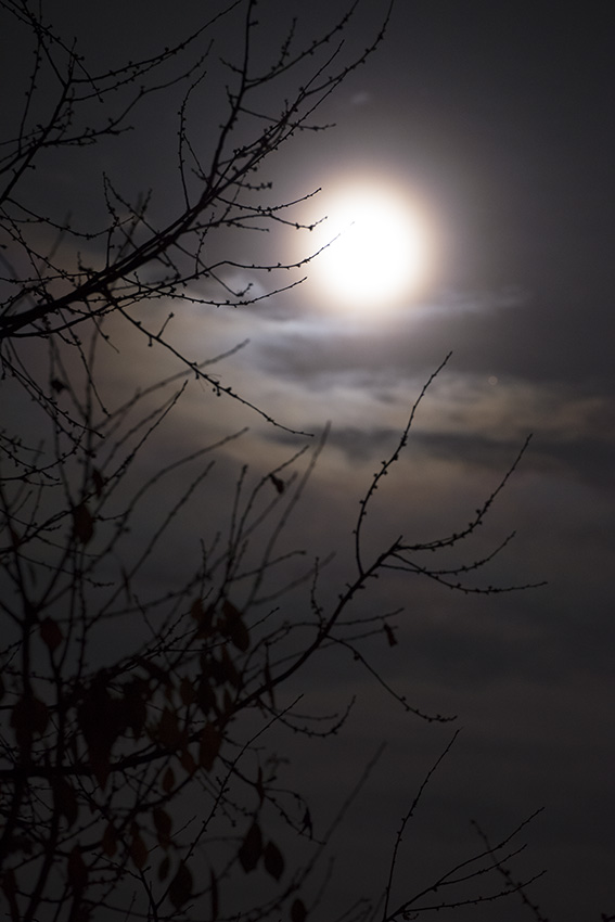 Cherry branches against the moon