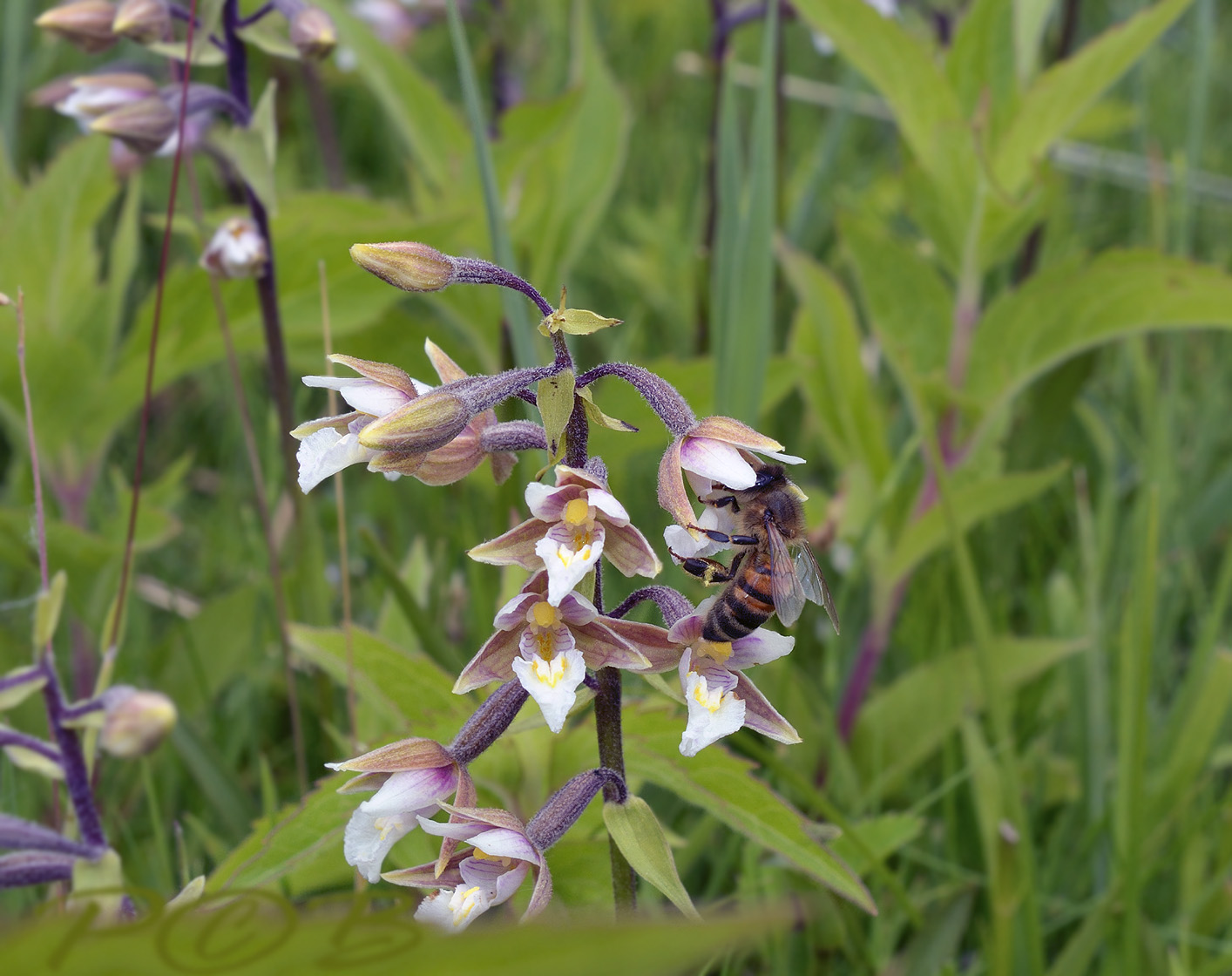 Ep. palustris, pollinator