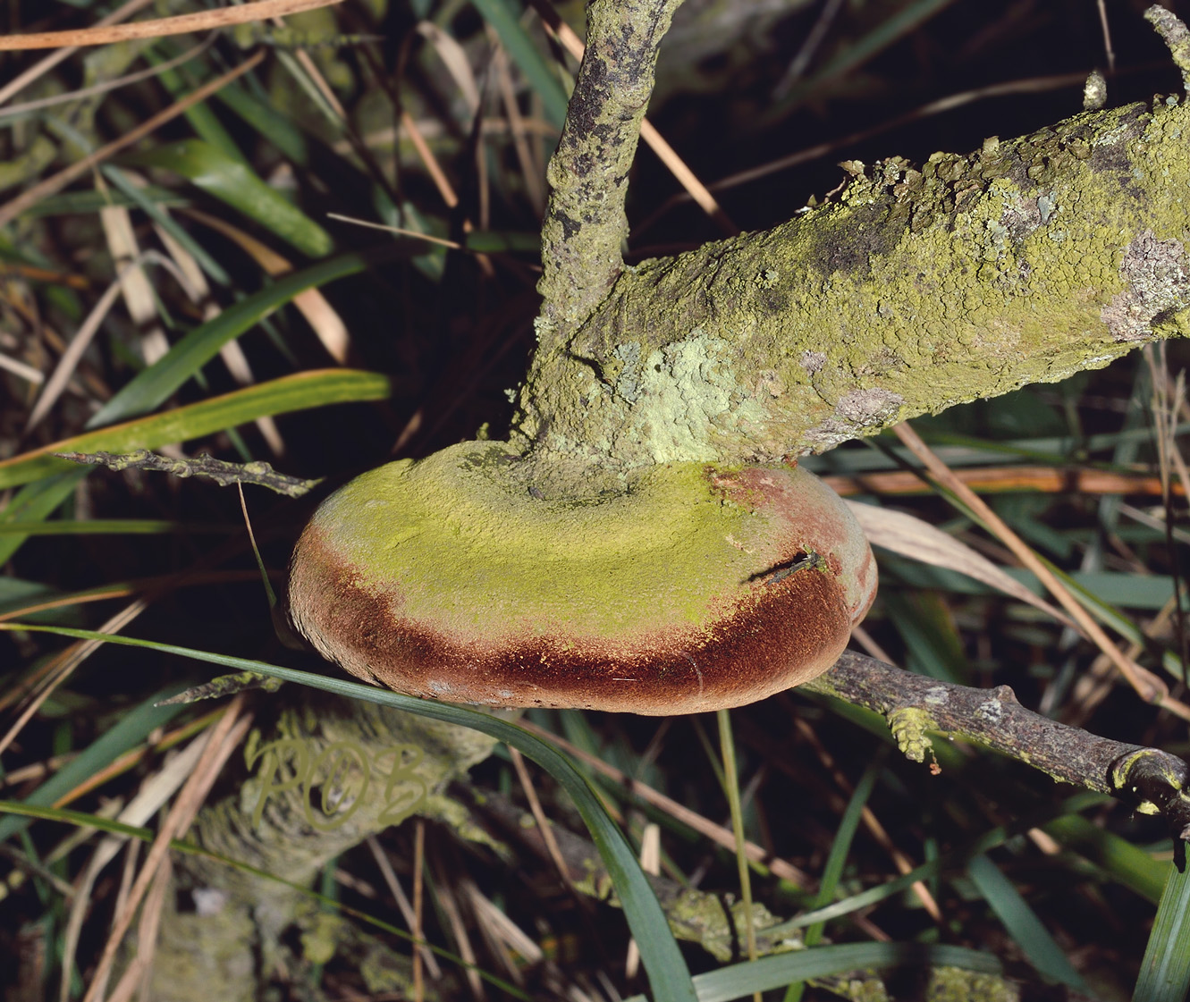 Vuurzwam,  Duindoorn vuurzwam, Fomitiporia hippophaeicola 