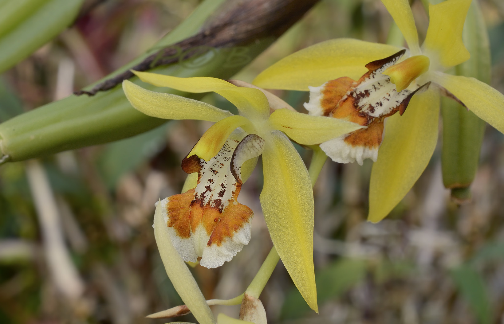 Coelogyne lentiginosa