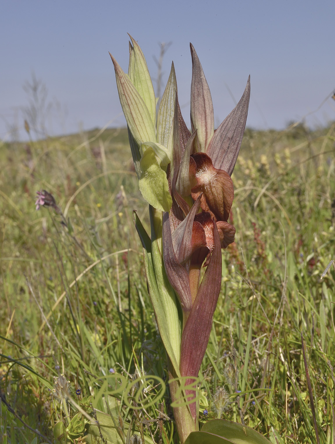 Serapias orientalis ssp. orientalis vertakt