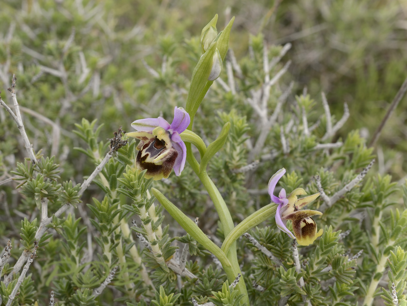 Hybrid,  Ophrys cornutula x homeri 
