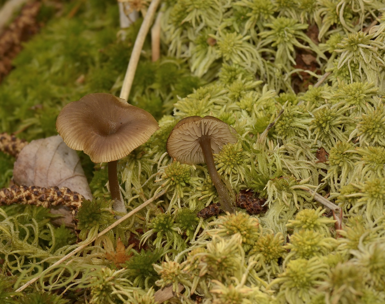 Veenmosgrauwkop, Lyophyllum palustre