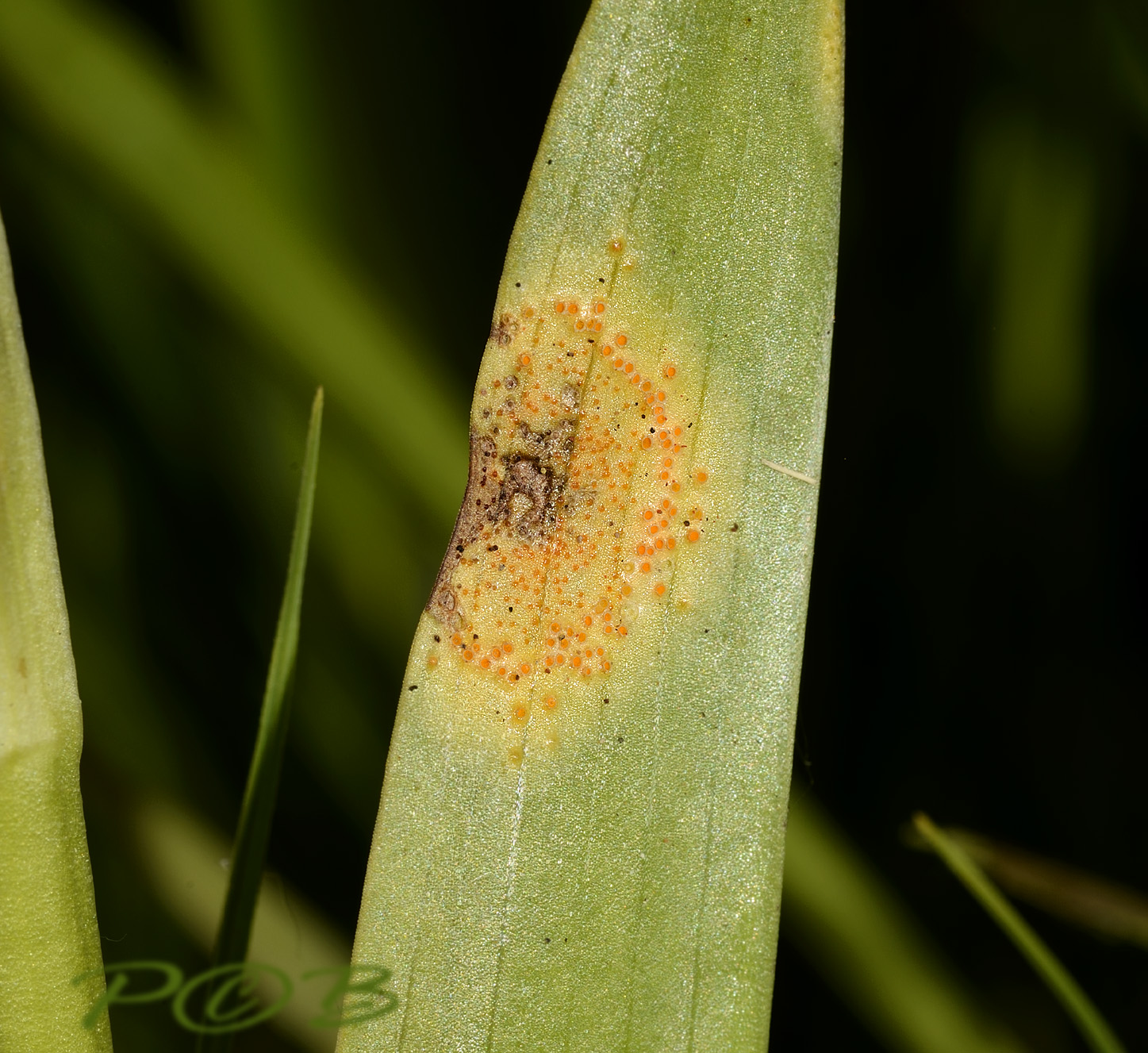 Roest, Puccinia sessilis, veel op rietorchis