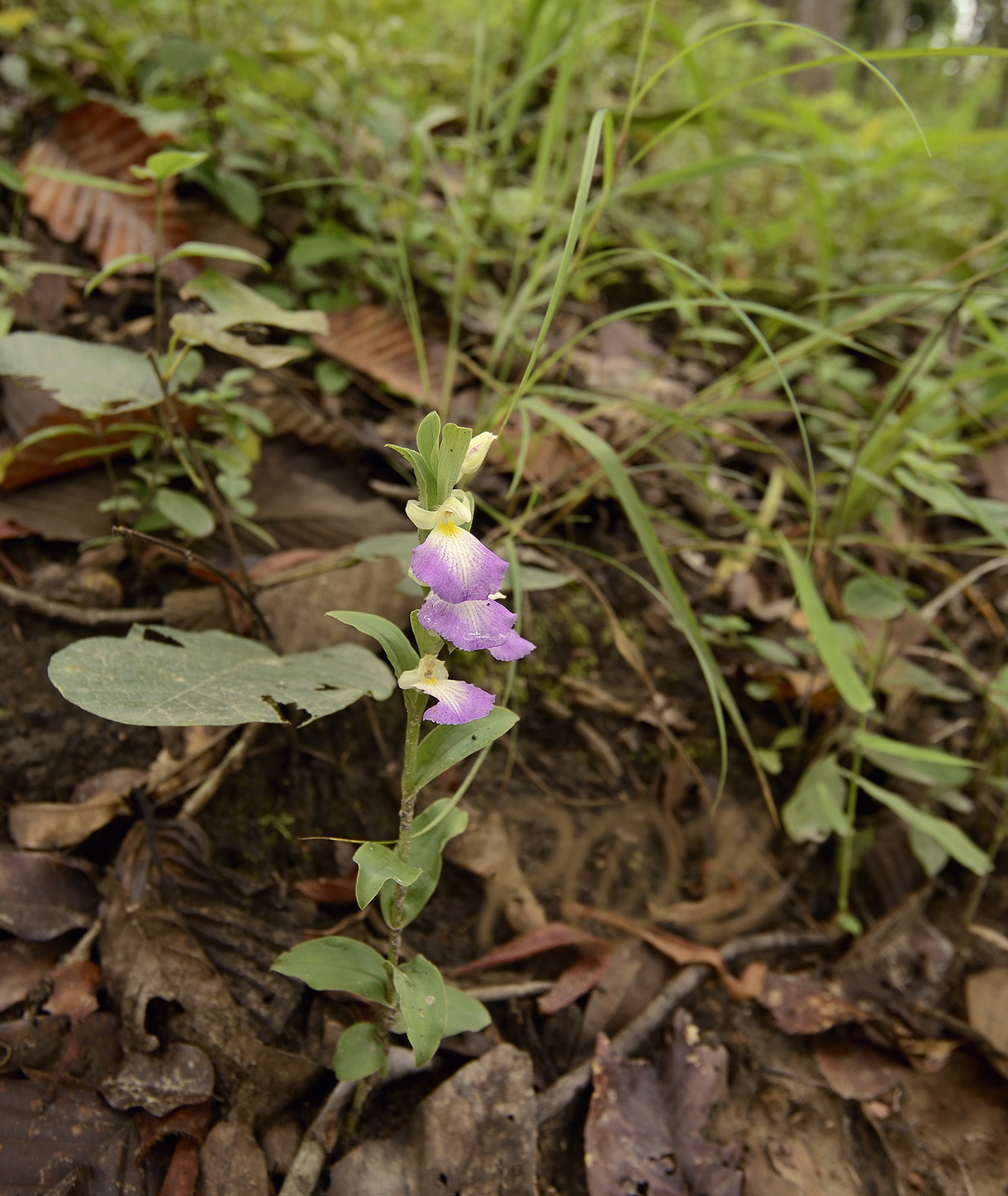 Brachycorythis helferi