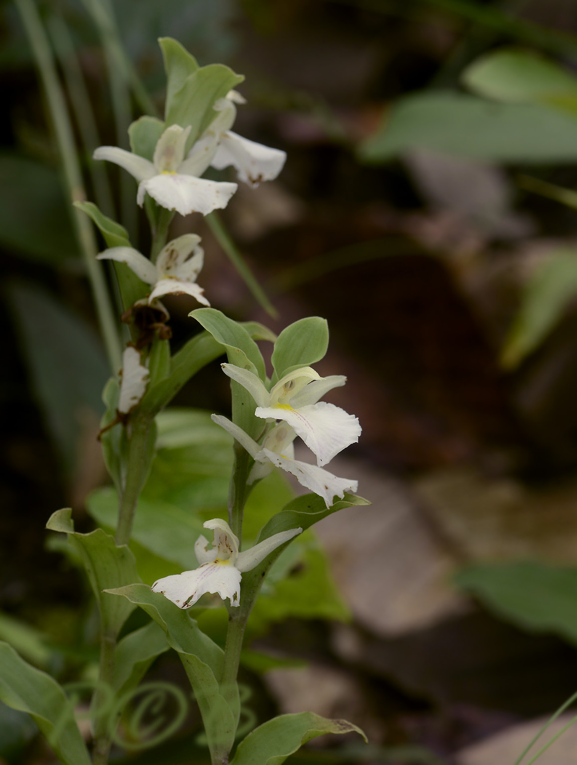 Brachycorythis helferi wit 