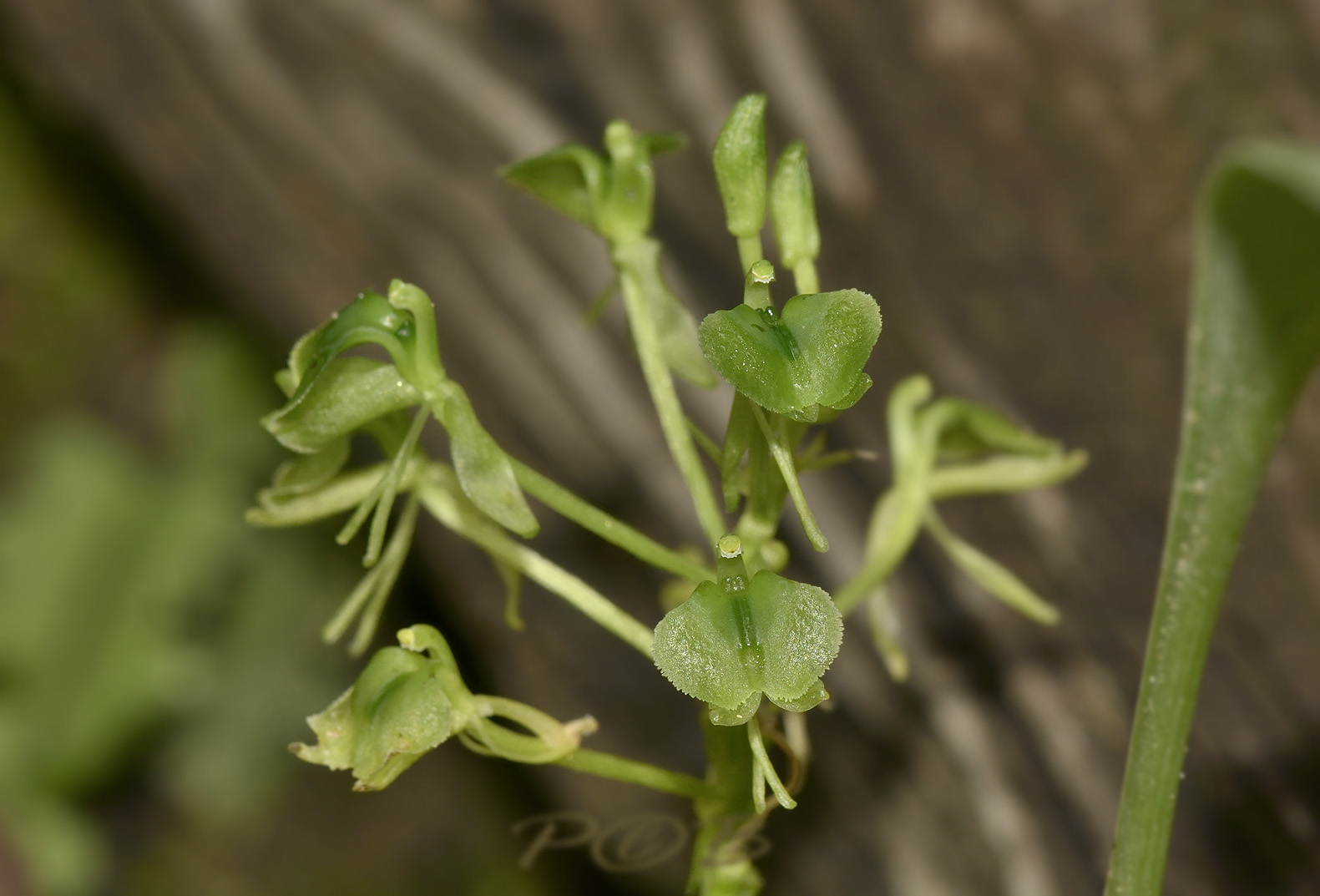 Liparis siamensis 