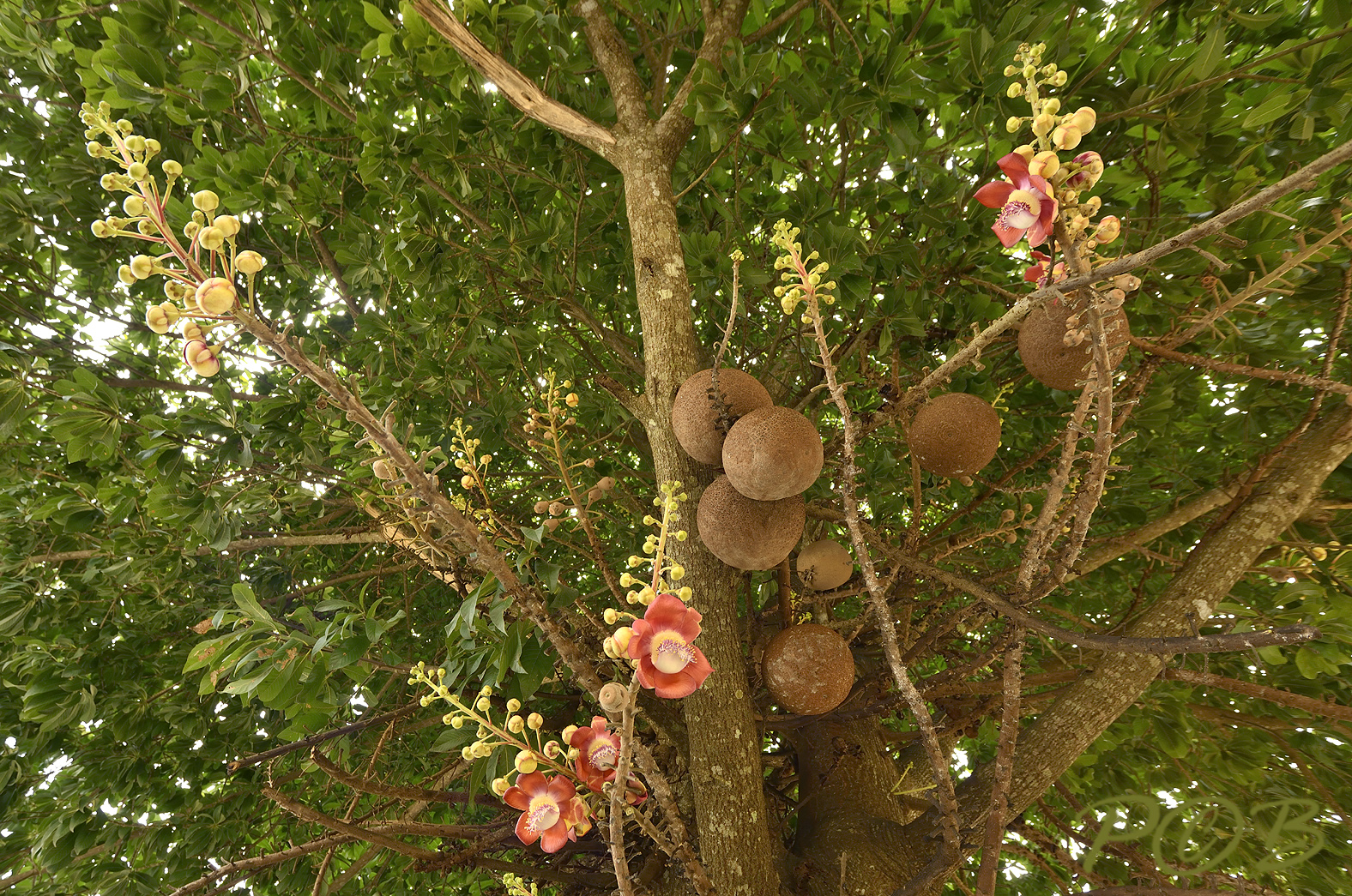 Couroupita guianensis