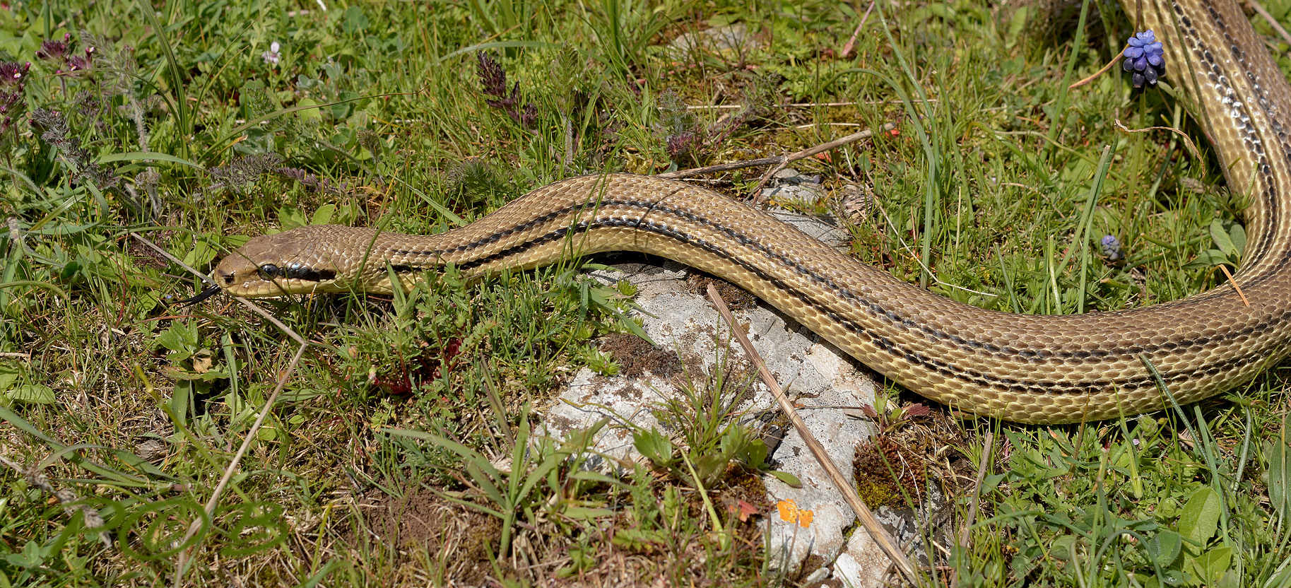 Wurgslang, Elaphe quatuorlineata