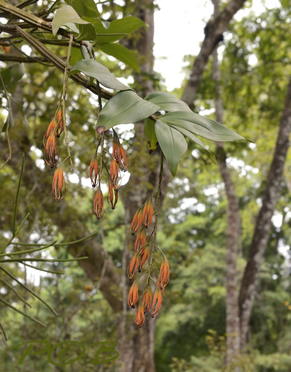 Seedpods Dendrobium thyrsiflorum