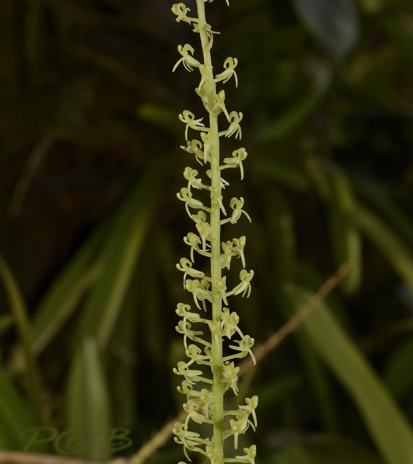 Liparis vestita