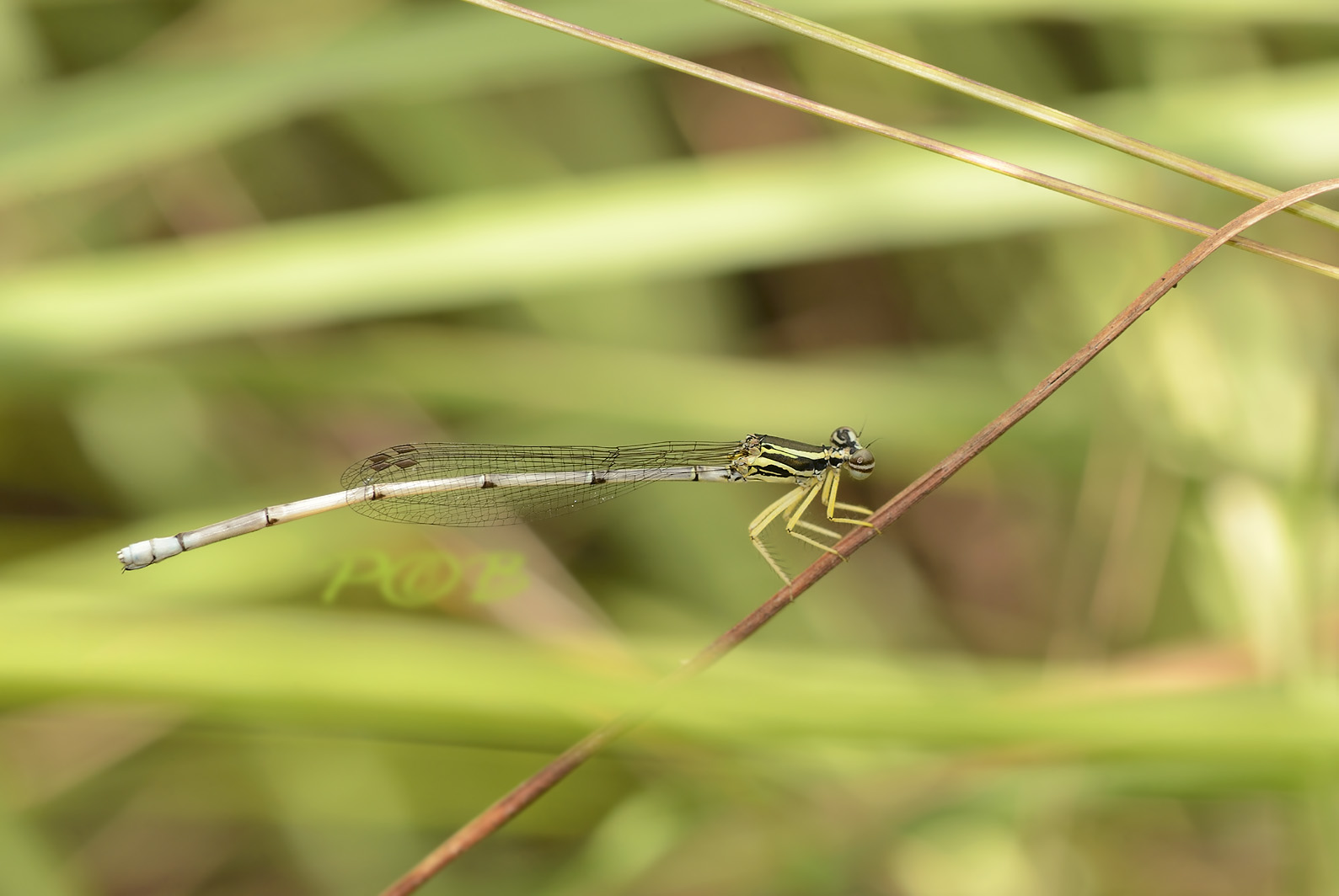 Copera marginipes, female