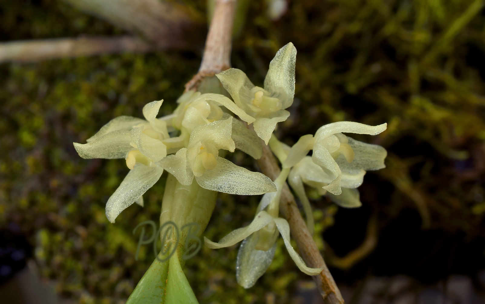 Bulophyllum sp. Thailand,  1 cm across