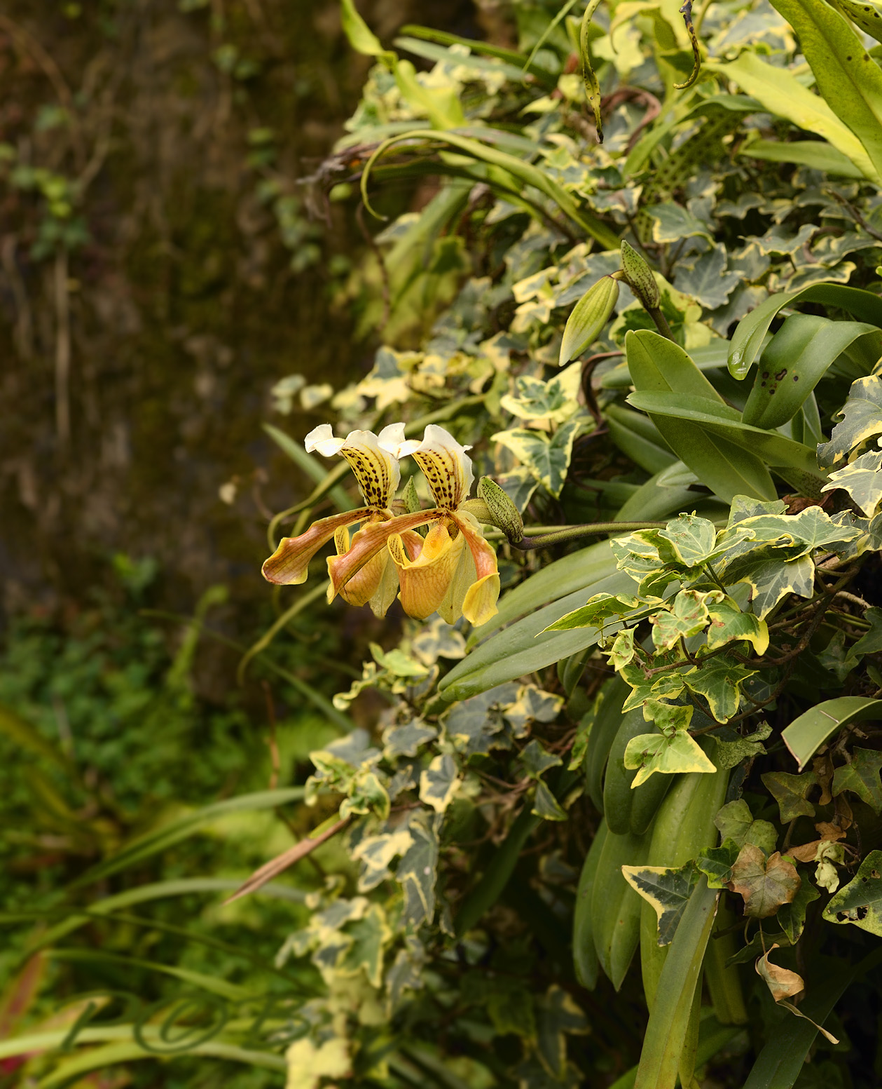 Paphiopedilum gratrixianum on rock