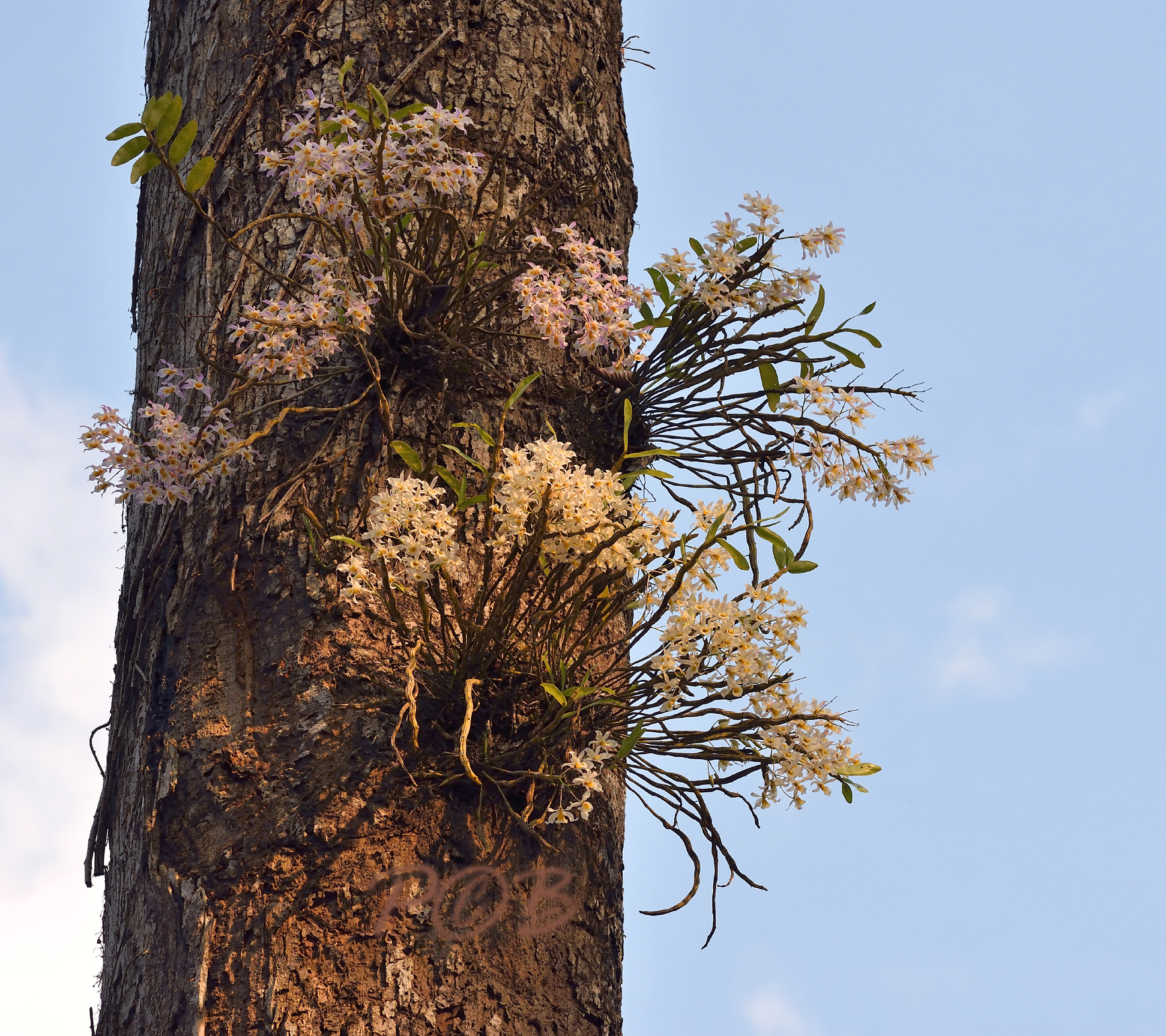 Dipterocarpus wallichii with D. signatum, dark and light phase