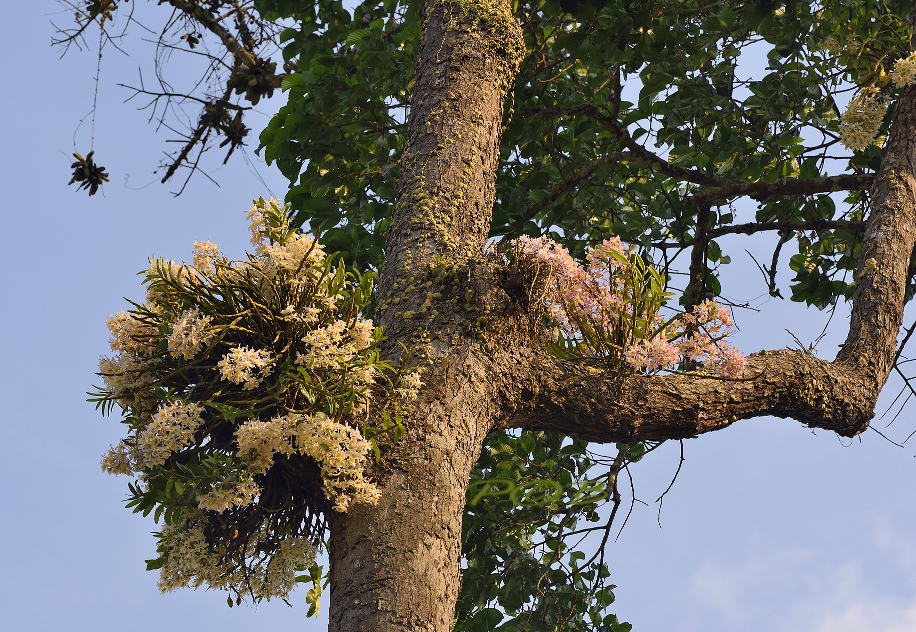 Dipterocarpus wallichii with 2 colors of signatum