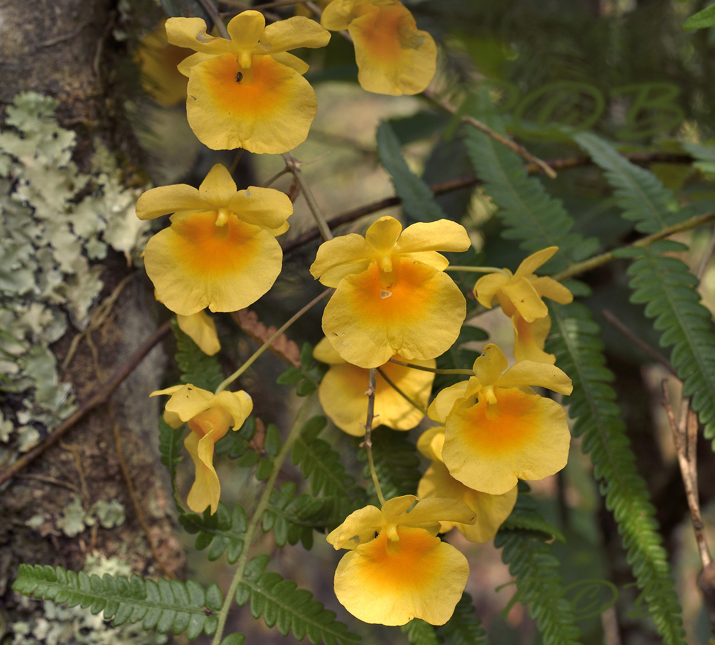 Dendrobium lindleyi close