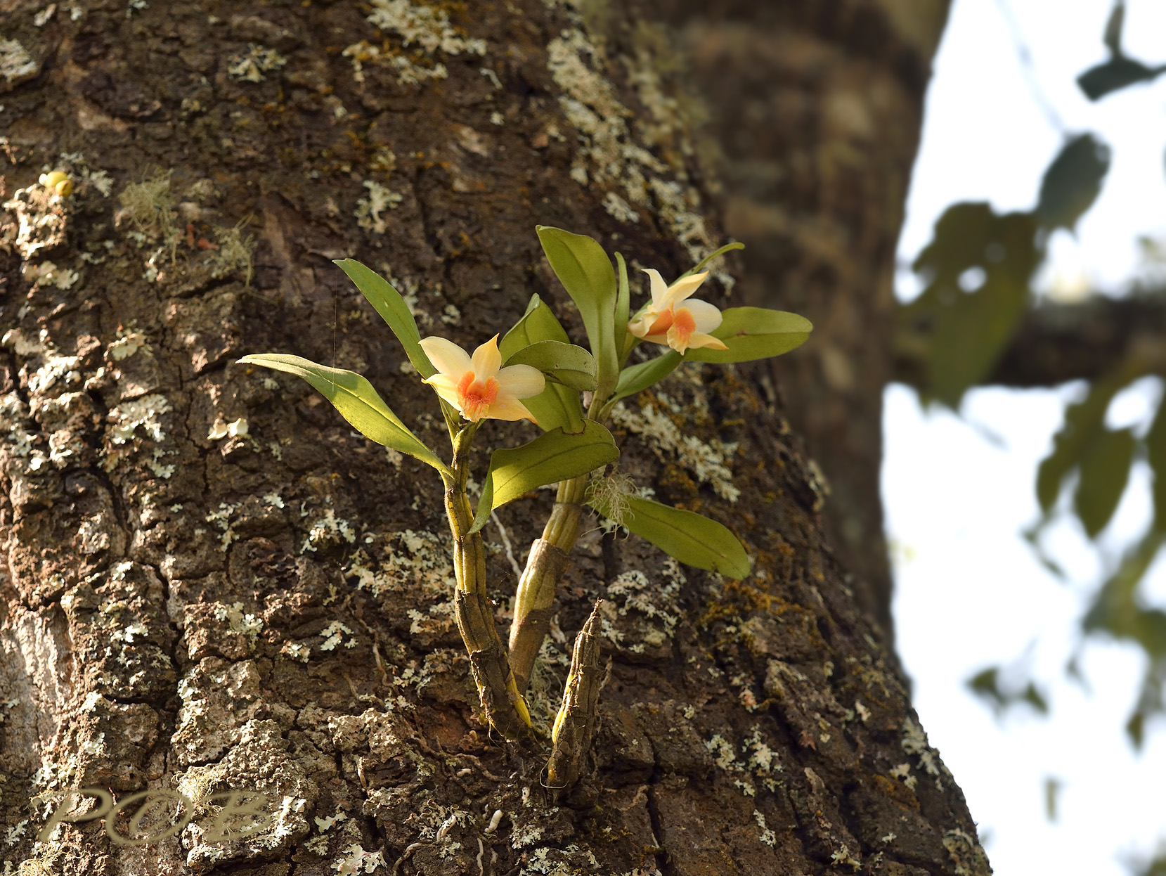 Dendr cariniferum in habitat