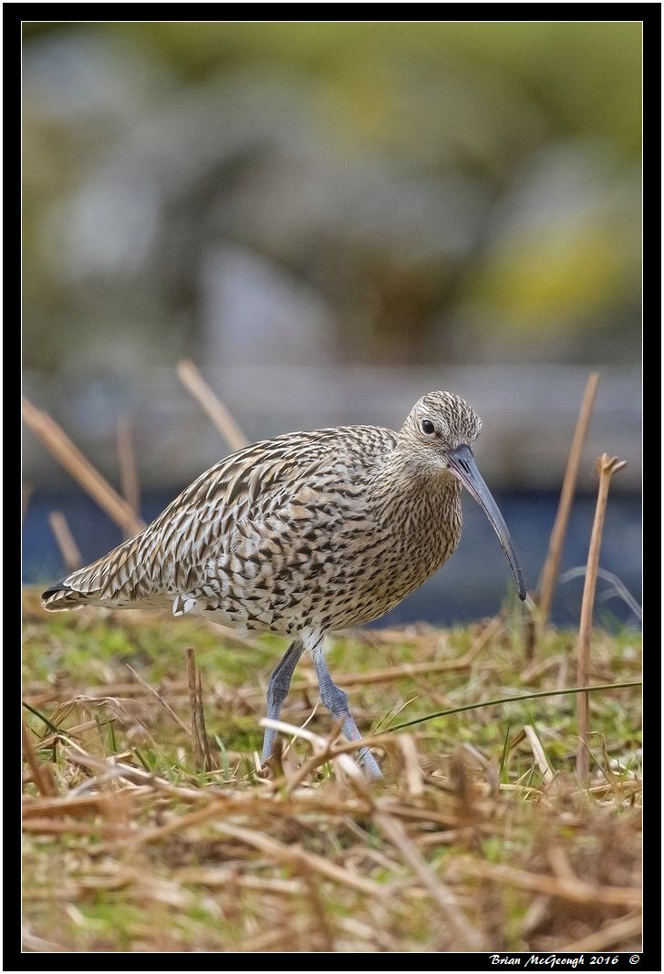 Curlew.jpg