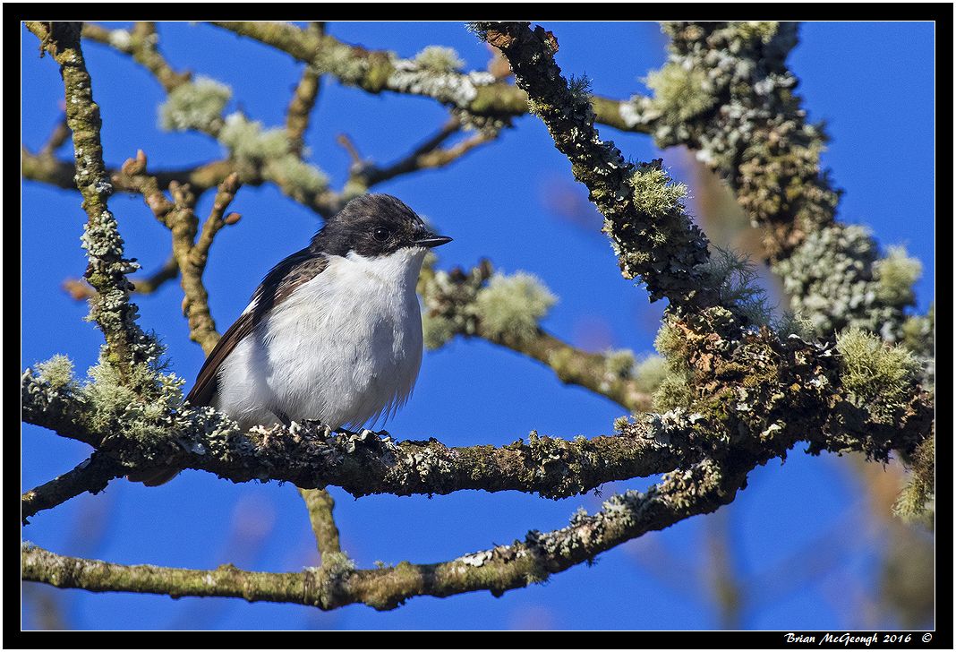 Pied Flycatcher 2.jpg