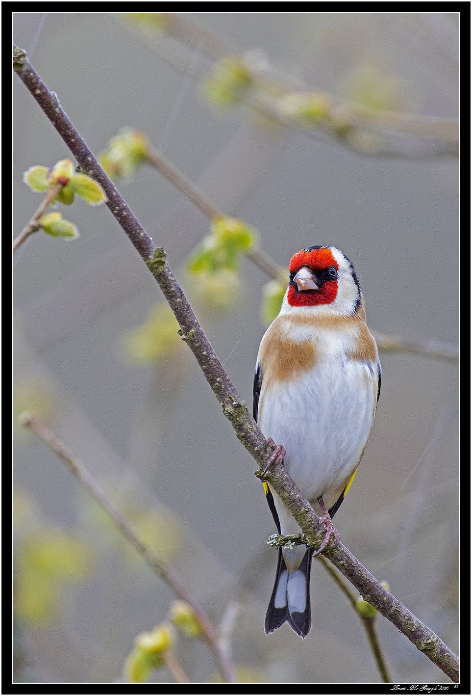 Goldfinch.jpg