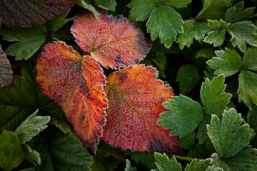 frosty orange and green