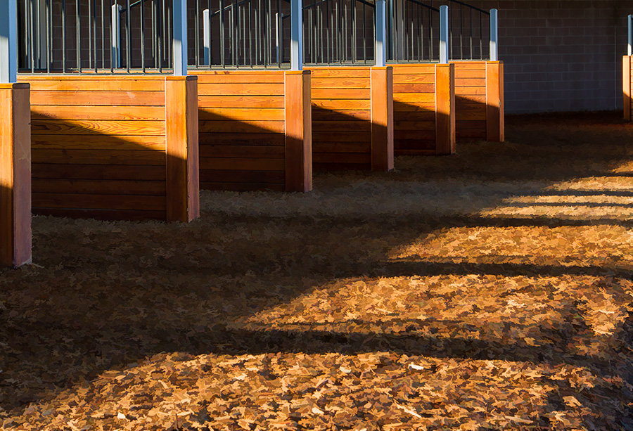 Quiet Paddock