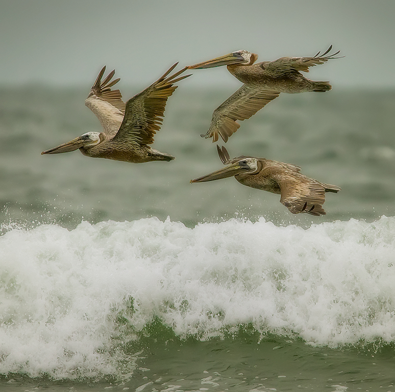 Pelican trio