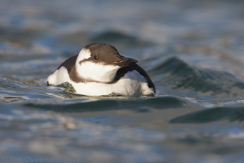 Zeekoet - Common Murre (Guillemot) - Uria aalge