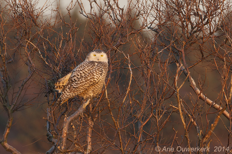 Sneeuwuil - Snowy Owl - Bubo scandiacus