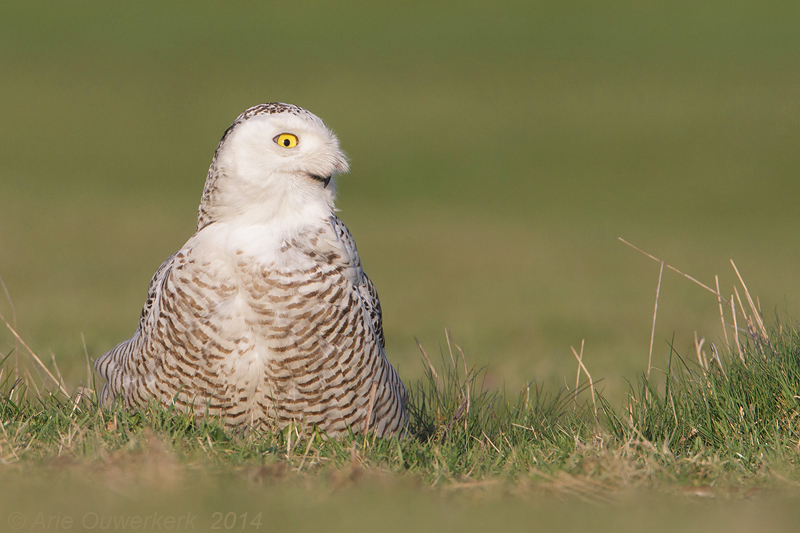 Sneeuwuil - Snowy Owl - Bubo scandiacus