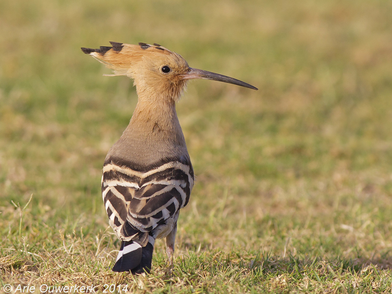 Hop - Eurasian Hoopoe - Upupa epops