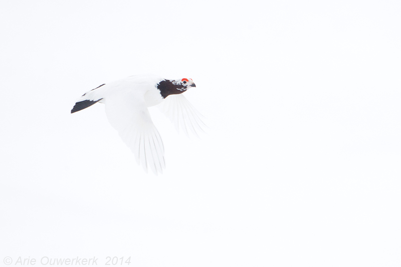 Moerassneeuwhoen - Willow Ptarmigan - Lagopus lagopus